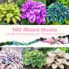 Shopitrendi 100 Mixed Hosta Jardin Perennials Lily Flower Seeds
