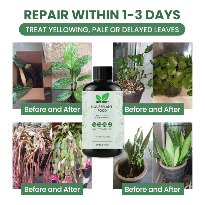 LIMETOW® House Plant Food 10 LIMETOW® House Plant Food