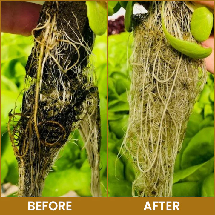 LIMETOW® Bone Meal Powder 12 LIMETOW® Bone Meal Powder