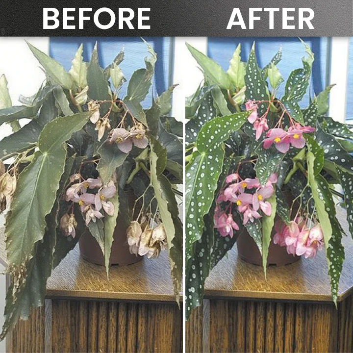 LIMETOW® Plant Rooting Powdering Powder 13 LIMETOW® Plant Rooting Powder