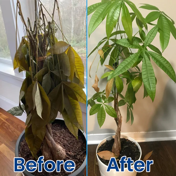 LIMETOW® Plant Teranry Regenerant 5 LIMETOW® Plant Teranry Regenerant