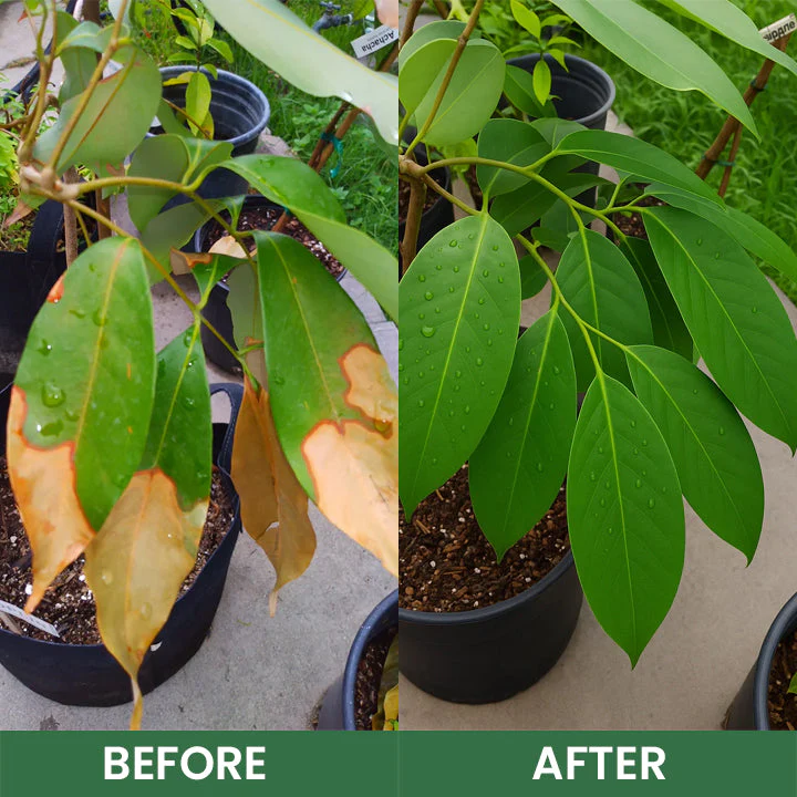 LIMETOW® Foliar Brightening Nutrient Spray 14 LIMETOW® Foliar Brightening Nutrient Spray