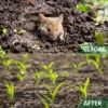LIMETOW™ Rat Repellent Cream for Gardeners 13 LIMETOW™ Rat Repellent Cream for Gardeners